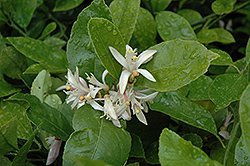 Improved Meyer Lemon (Citrus x limon 'Meyer Improved') at Lakeshore Garden Centres