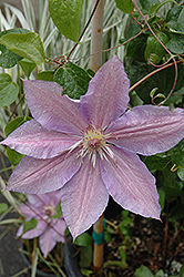 King Edward VII Clematis (Clematis 'King Edward VII') at Lakeshore Garden Centres