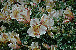 Fabiana Princess Lilies Alstroemeria (Alstroemeria 'Zaprifabi') at Lakeshore Garden Centres