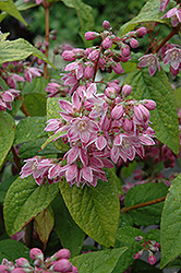 Magician Deutzia (Deutzia 'Magician') at Lakeshore Garden Centres
