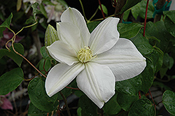 Marie Boisselot Clematis (Clematis 'Marie Boisselot') at Lakeshore Garden Centres