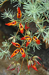 Amazon Sunset Parrots Beak (Lotus 'Amazon Sunset') at Lakeshore Garden Centres