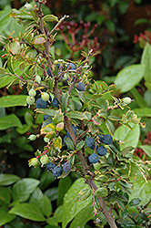 Darwin's Barberry (Berberis darwinii) at Lakeshore Garden Centres