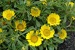 Gold Coin Daisy (Asteriscus maritimus) at Lakeshore Garden Centres