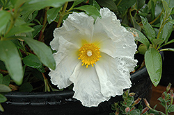 Bennett's White Rockrose (Cistus ladanifer 'Bennett's White') at Lakeshore Garden Centres
