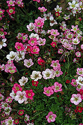 Purple Robe Saxifrage (Saxifraga x arendsii 'Purple Robe') at Lakeshore Garden Centres