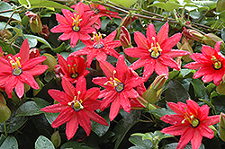 Coral Seas Passion Flower (Passiflora 'Coral Seas') at Lakeshore Garden Centres