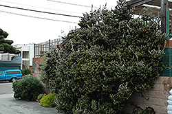 Coastal Wooly Bush (Adenanthos sericeus) at Lakeshore Garden Centres