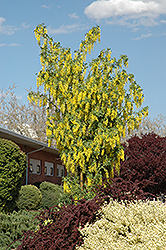 Scotch Laburnum (Laburnum x watereri) at Lakeshore Garden Centres