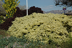 Moonlight Scotch Broom (Cytisus scoparius 'Moonlight') at Lakeshore Garden Centres