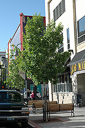 Flowering Ash (Fraxinus ornus) at Lakeshore Garden Centres