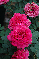 Sir John Betjeman Rose (Rosa 'Sir John Betjeman') at Lakeshore Garden Centres