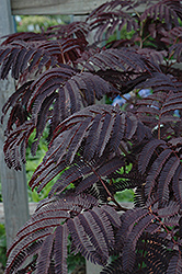 Summer Chocolate Mimosa (Albizia julibrissin 'Summer Chocolate') at Lakeshore Garden Centres