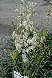Golden Sword Adam's Needle (Yucca filamentosa 'Golden Sword') at Lakeshore Garden Centres