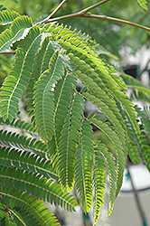 E.H. Wilson Mimosa (Albizia julibrissin 'E.H. Wilson') at Lakeshore Garden Centres