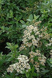 Lowboy Scarlet Firethorn (Pyracantha coccinea 'Lowboy') at Lakeshore Garden Centres