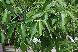 Common Persimmon (Diospyros virginiana) at Lakeshore Garden Centres