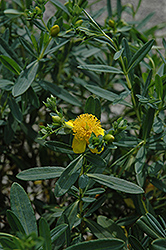 Blue Velvet St. John's Wort (Hypericum 'Cfflpc-1') at Lakeshore Garden Centres