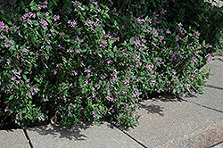 Leptodermis (Leptodermis oblonga) at Lakeshore Garden Centres