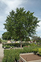 Easy Street Elm (Ulmus parvifolia 'Easy Street') at Lakeshore Garden Centres