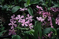 Max Frei Soapwort (Saponaria lempergii 'Max Frei') at The Mustard Seed