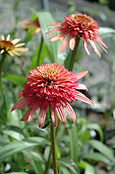 Irresistible Coneflower (Echinacea purpurea 'Irresistible') at Lakeshore Garden Centres