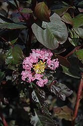 Rhapsody In Pink Crapemyrtle (Lagerstroemia indica 'Whit VIII') at Lakeshore Garden Centres