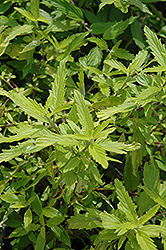 Lil Miss Sunshine Caryopteris (Caryopteris x clandonensis 'Janice') at Lakeshore Garden Centres