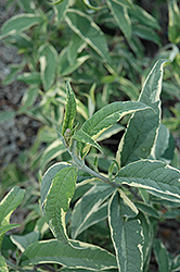 Harlequin Butterfly Bush (Buddleia davidii 'Harlequin') at Lakeshore Garden Centres