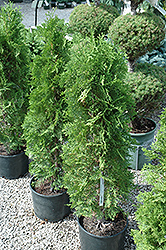 Malonyana Arborvitae (Thuja occidentalis 'Malonyana') at Lakeshore Garden Centres
