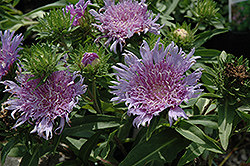 Klaus Jelitto Aster (Stokesia laevis 'Klaus Jelitto') at Lakeshore Garden Centres