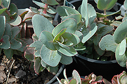 Hab Gray Stonecrop (Sedum 'Hab Gray') at Lakeshore Garden Centres