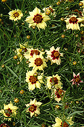 Autumn Blush Tickseed (Coreopsis 'Autumn Blush') at Lakeshore Garden Centres