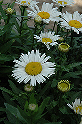 Snow Lady Shasta Daisy (Leucanthemum x superbum 'Snow Lady') at Golden Acre Home & Garden