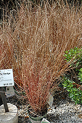 Leatherleaf Sedge (Carex buchananii) at Lakeshore Garden Centres
