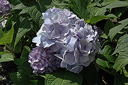 Penny Mac Hydrangea (Hydrangea macrophylla 'Penny Mac') at Lakeshore Garden Centres