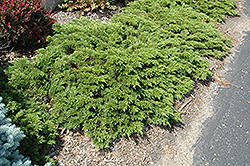 Mini Arcade Juniper (Juniperus sabina 'Mini-Arcade') at Lakeshore Garden Centres