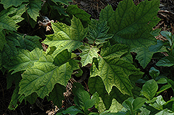 Vaughn's Lillie Hydrangea (Hydrangea quercifolia 'Vaughn's Lillie') at Lakeshore Garden Centres