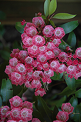 Pink Charm Mountain Laurel (Kalmia latifolia 'Pink Charm') at Lakeshore Garden Centres