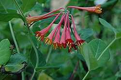 Alabama Scarlet Trumpet Honeysuckle (Lonicera sempervirens 'Alabama Scarlet') at Lakeshore Garden Centres