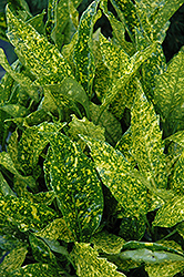 Variegated Japanese Aucuba (Aucuba japonica 'Variegata') at Lakeshore Garden Centres
