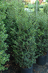 Jersey Pinnacle Japanese Holly (Ilex crenata 'Jersey Pinnacle') at Lakeshore Garden Centres