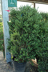Excelsa Japanese Holly (Ilex crenata 'Excelsa') at Lakeshore Garden Centres
