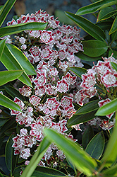 Carousel Mountain Laurel (Kalmia latifolia 'Carousel') at Lakeshore Garden Centres