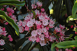 Nathan Hale Mountain Laurel (Kalmia latifolia 'Nathan Hale') at Lakeshore Garden Centres