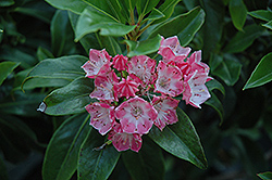 Olympic Fire Mountain Laurel (Kalmia latifolia 'Olympic Fire') at Lakeshore Garden Centres