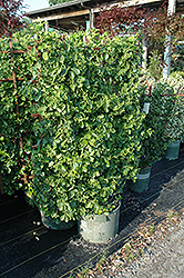 Manhattan Spreading Euonymus (Euonymus kiautschovicus 'Manhattan') at Lakeshore Garden Centres