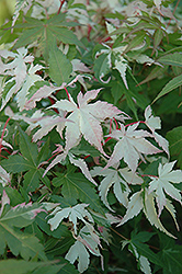 Floating Cloud Japanese Maple (Acer palmatum 'Ukigumo') at Lakeshore Garden Centres