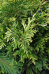 Doone Valley Arborvitae (Thuja plicata 'Doone Valley') at Lakeshore Garden Centres