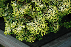 Confucius Hinoki Falsecypress (Chamaecyparis obtusa 'Confucius') at Lakeshore Garden Centres
